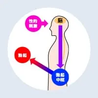 ペニス増大