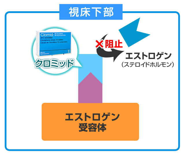 エストロゲンがエストロゲン受容体と結びつくのを阻止