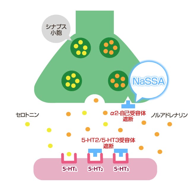 SNRIの作用機序
