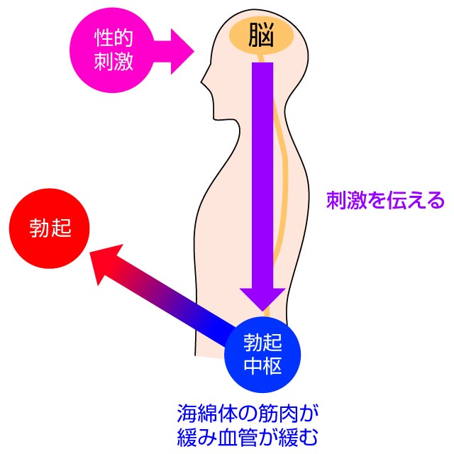 勃起のメカニズム