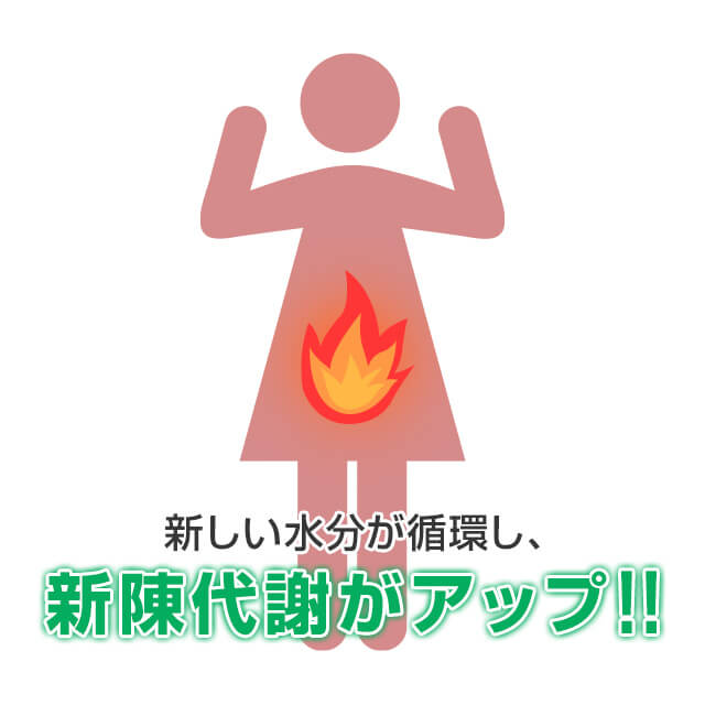 ラシックスで排出した水分で欲した新しい水分が体内を循環することで新陳代謝がアップする
