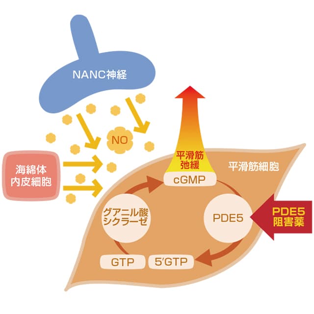 PDE5の働きを阻害する作用機序を持つPDE5阻害薬
