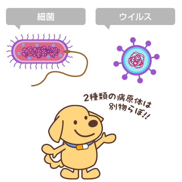 細菌とウイルスは別物