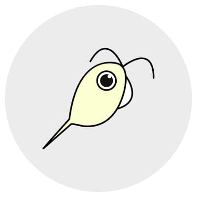 トリコモナス症はトリコモナス原虫により性器周辺に異常がでる