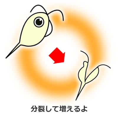 トリコモナス症は水に強く痛みやかゆみがでる