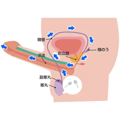 早漏とは？