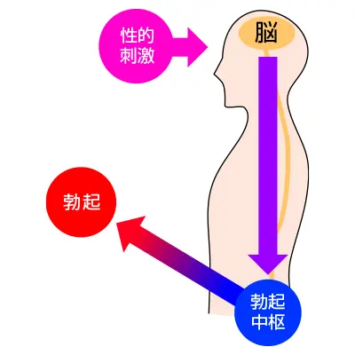 ペニス増大サプリメントとは？